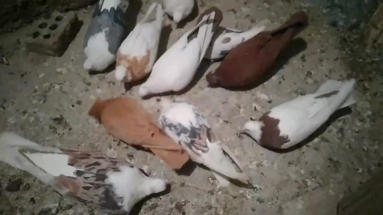 کبوتردرکبوتر|پرنده|بروجرد, |دیوار