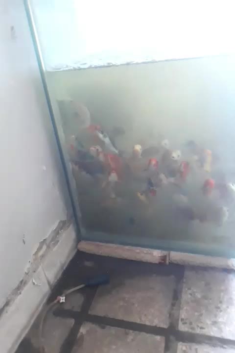 بچه ماهی کُوی برکه ژاپنی|ماهی|اصفهان, سودان|دیوار