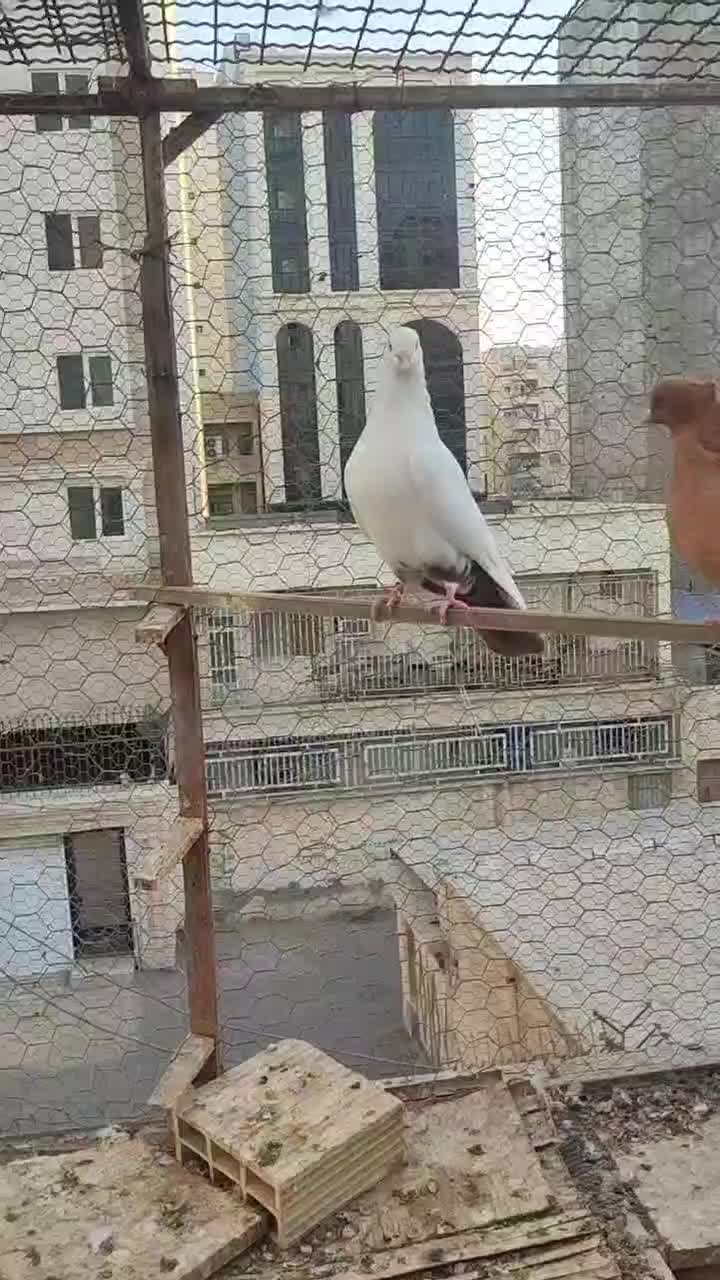 کبوتر شهری|پرنده|بندرعباس, |دیوار