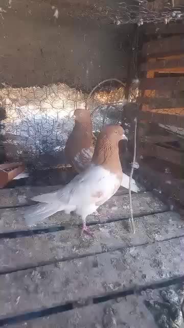 بهبونی|پرنده|شیراز, شهرک مهدی‌آباد|دیوار