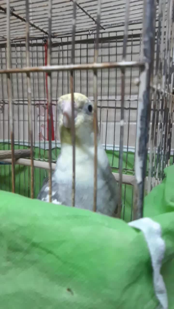 عروس هلندی سخنگو|پرنده|اصفهان, سرچشمه|دیوار