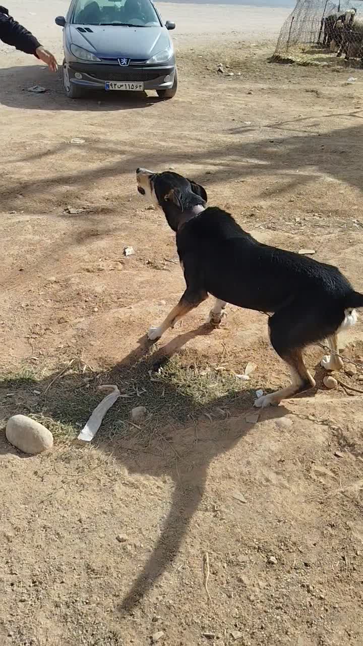 سگ نژاد دار نگهبان|سگ|شیراز, قلات|دیوار