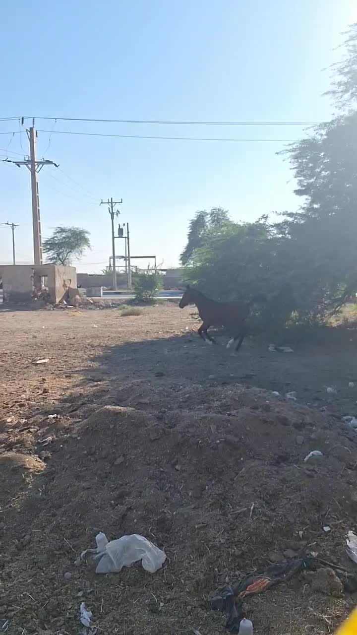 نریان بیداق اصیل ۷ماهه|اسب و تجهیزات اسب‌سواری|اهواز, کوی علوی|دیوار