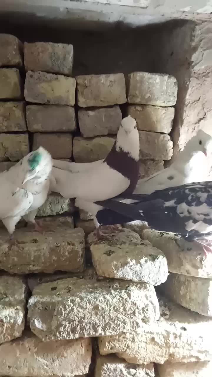 کفترچپ وطوقی وتهرونی سفیدوسار وسینه|پرنده|مشهد, ایوان|دیوار