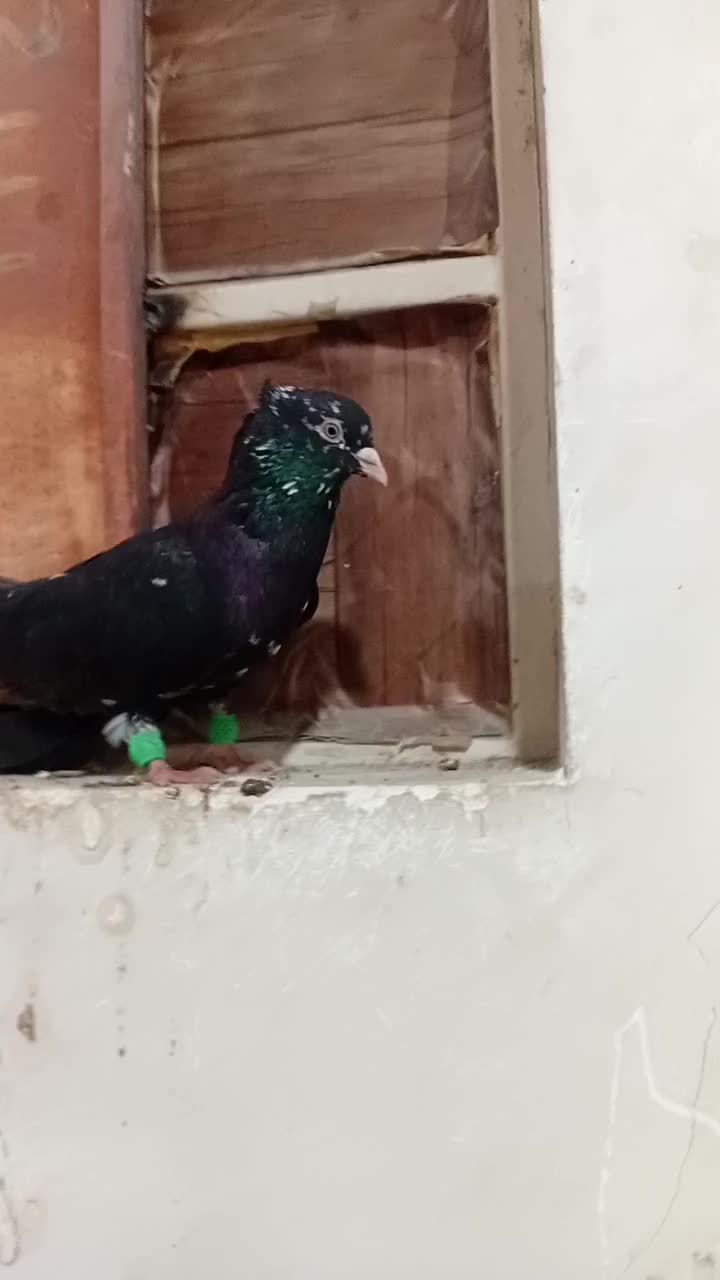 نر کوهی سیاه عتیقه نوک سفید|پرنده|اهواز, آریاشهر|دیوار