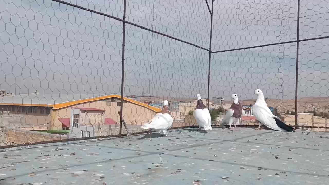 طوقی و دمسیاه ماده|پرنده|میانه, |دیوار