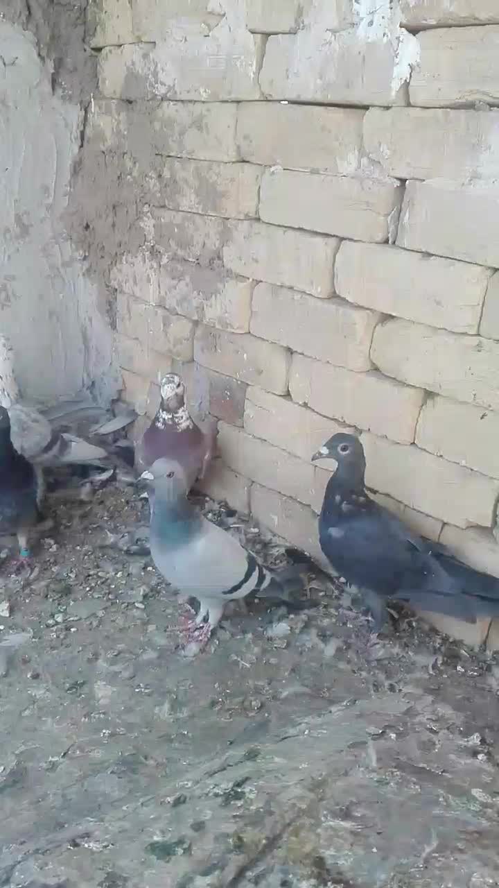 کبوترپلاکی|پرنده|فسا, |دیوار