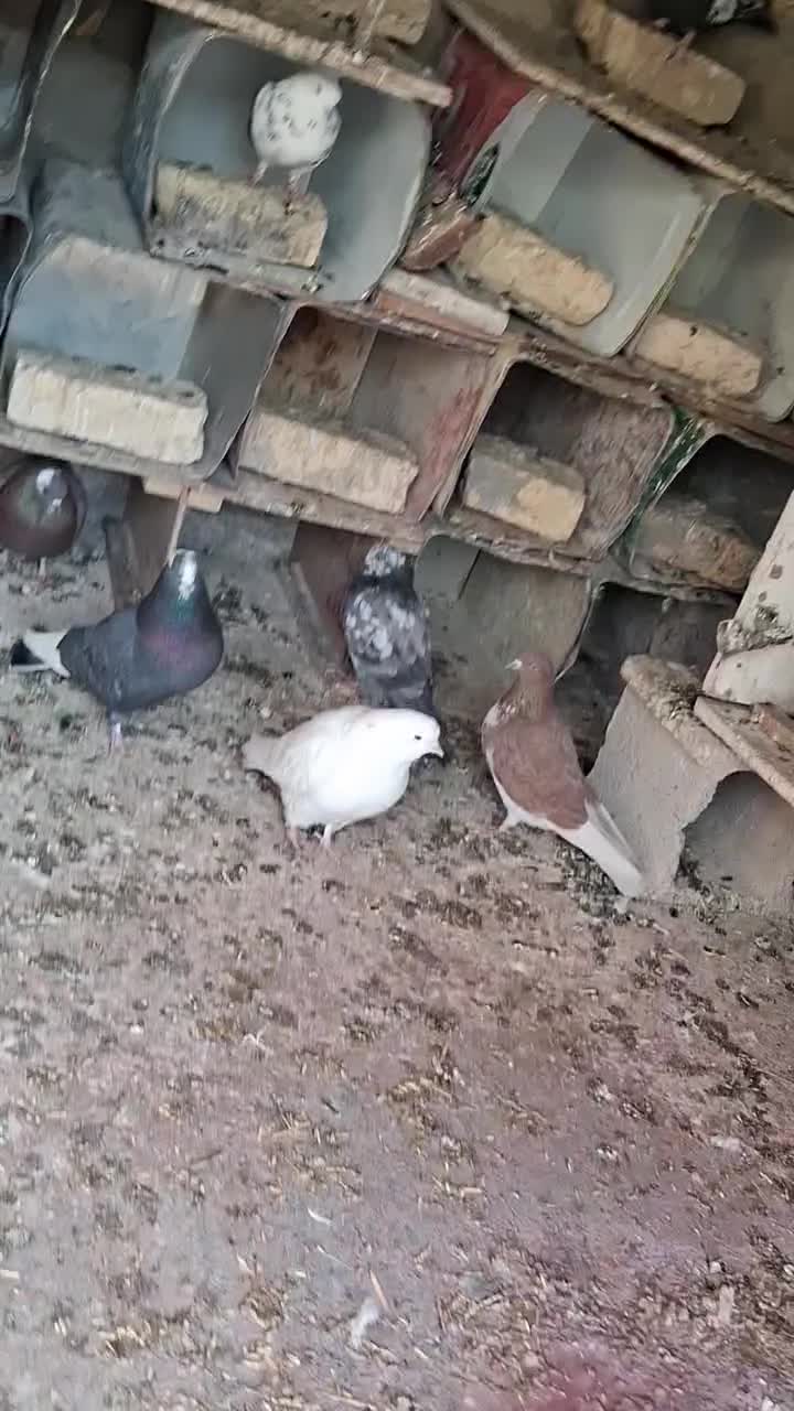 کبوتر|پرنده|فلاورجان, |دیوار