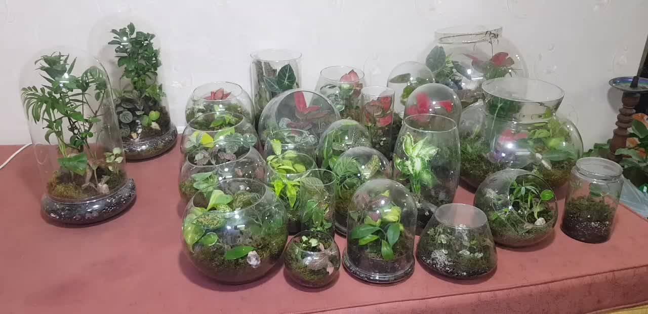 تراریوم بهترین هدیه گلیتا|گل و گیاه طبیعی|مشهد, حسابی جنوبی (شهرک غرب)|دیوار