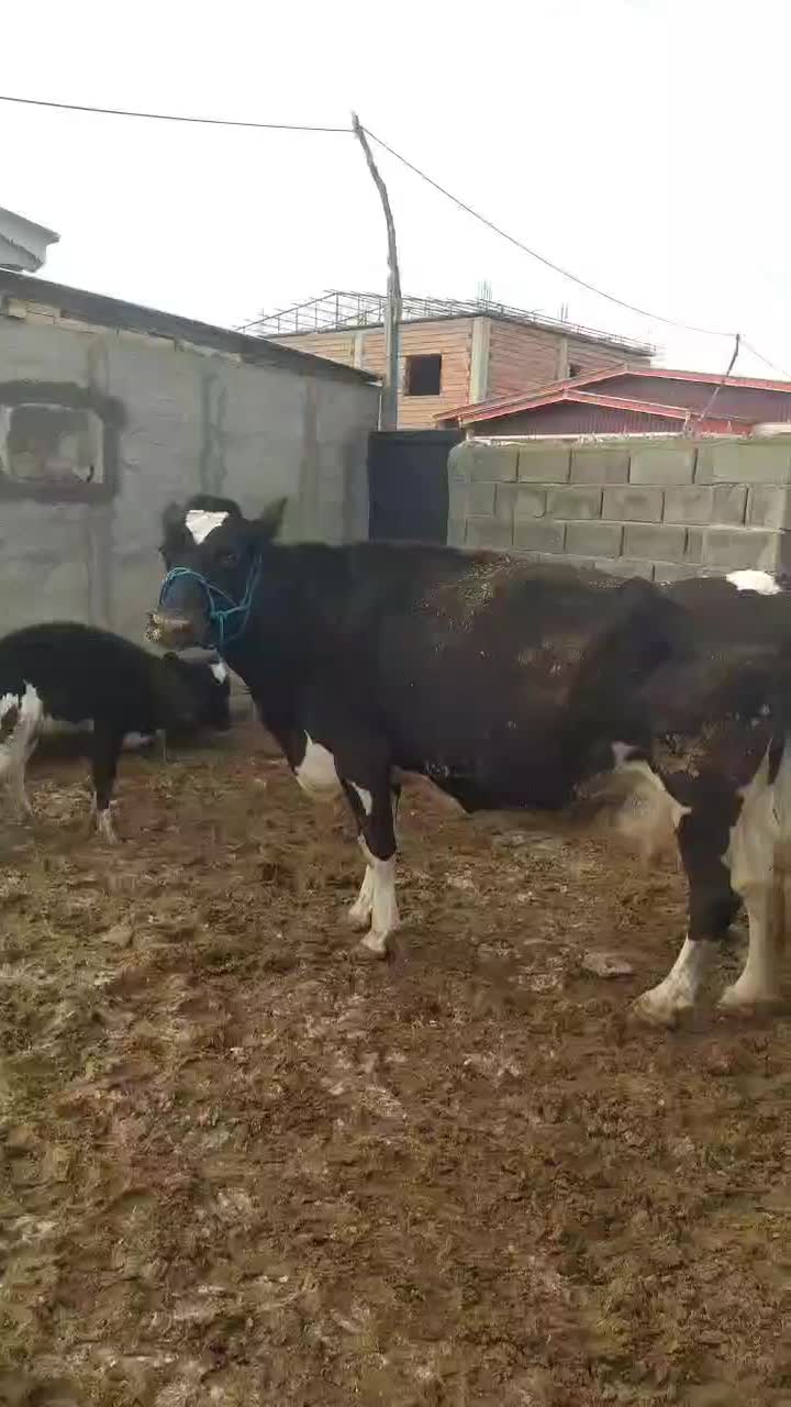 گاو شیری گوساله دار دوباره آبستن جوان جنس بالا|حیوانات مزرعه|آق قلا, |دیوار