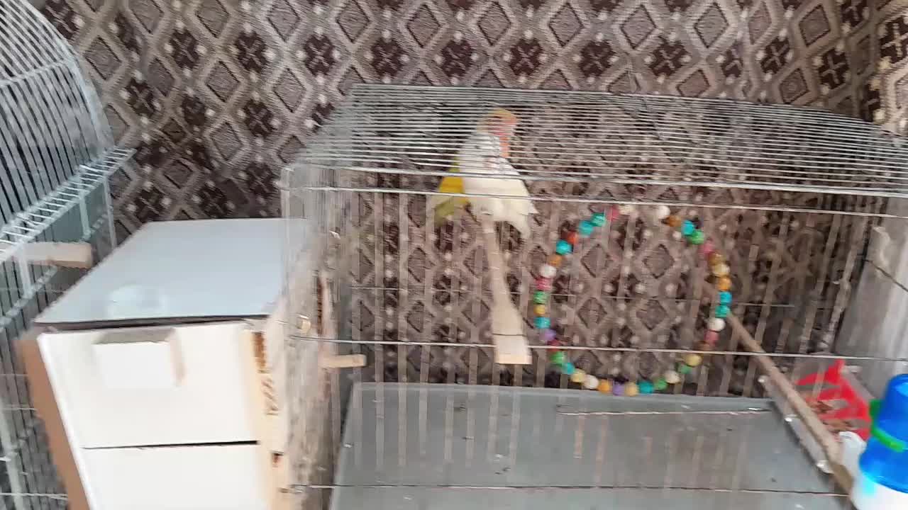 پرنده فروشی با قفس1033 ، لانه و ارسال رایگان|پرنده|سنندج, |دیوار