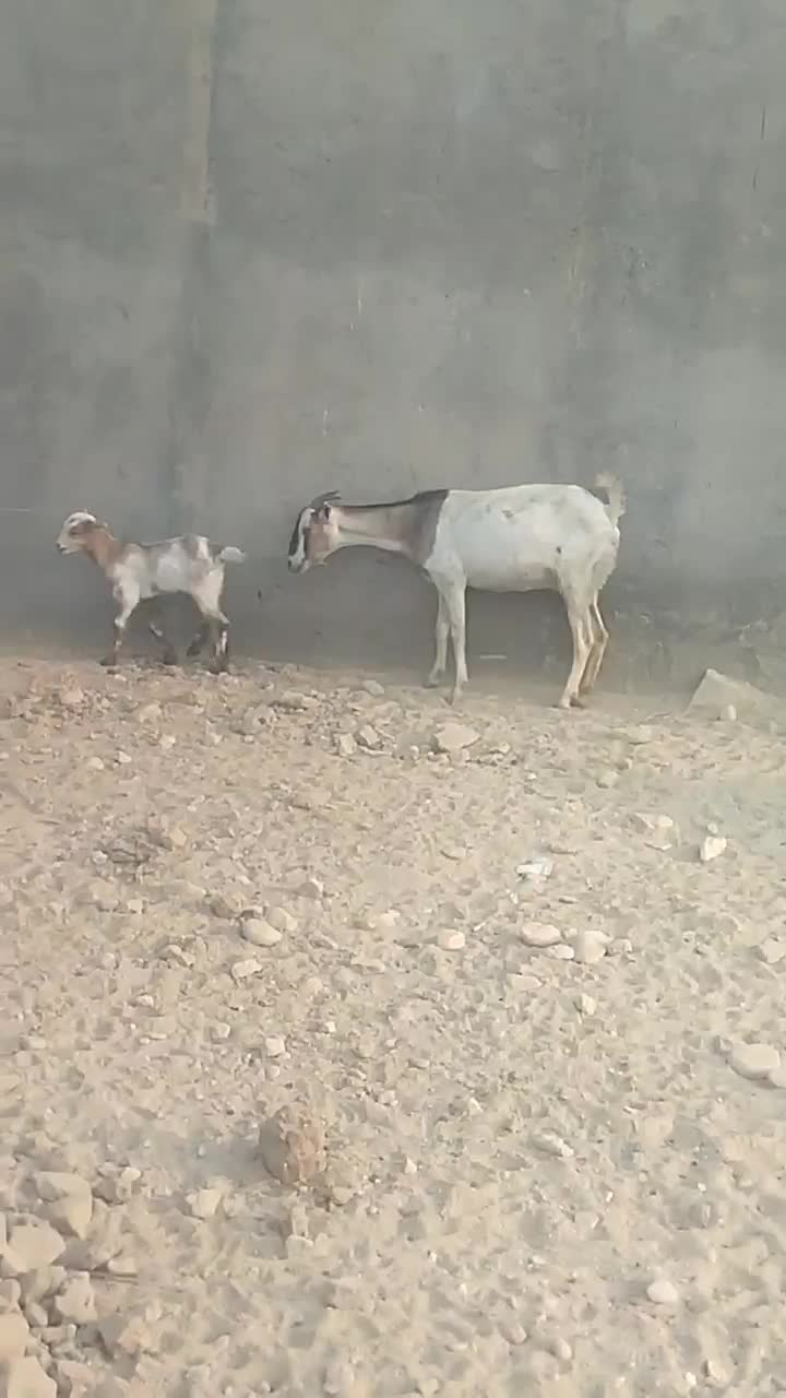 گیسع زایده کهر ماده عروسک پاشع|حیوانات مزرعه|لامرد, |دیوار