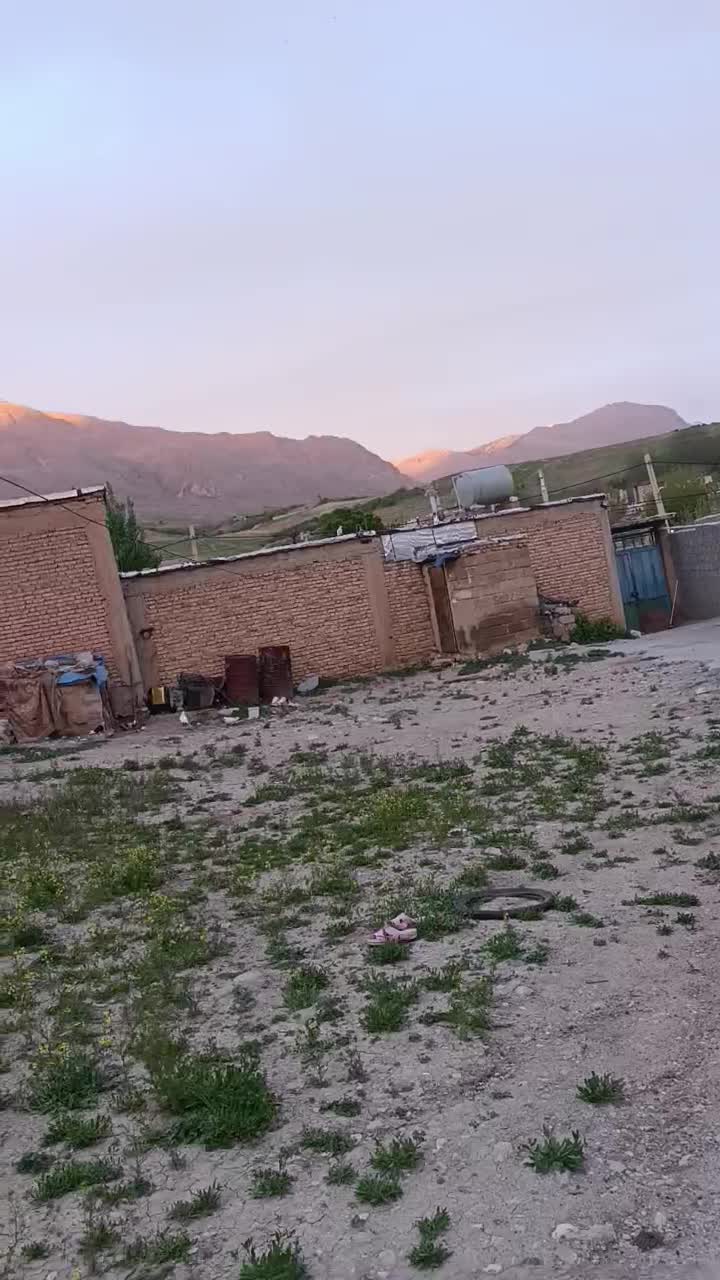 کبوتر|پرنده|اردل, |دیوار