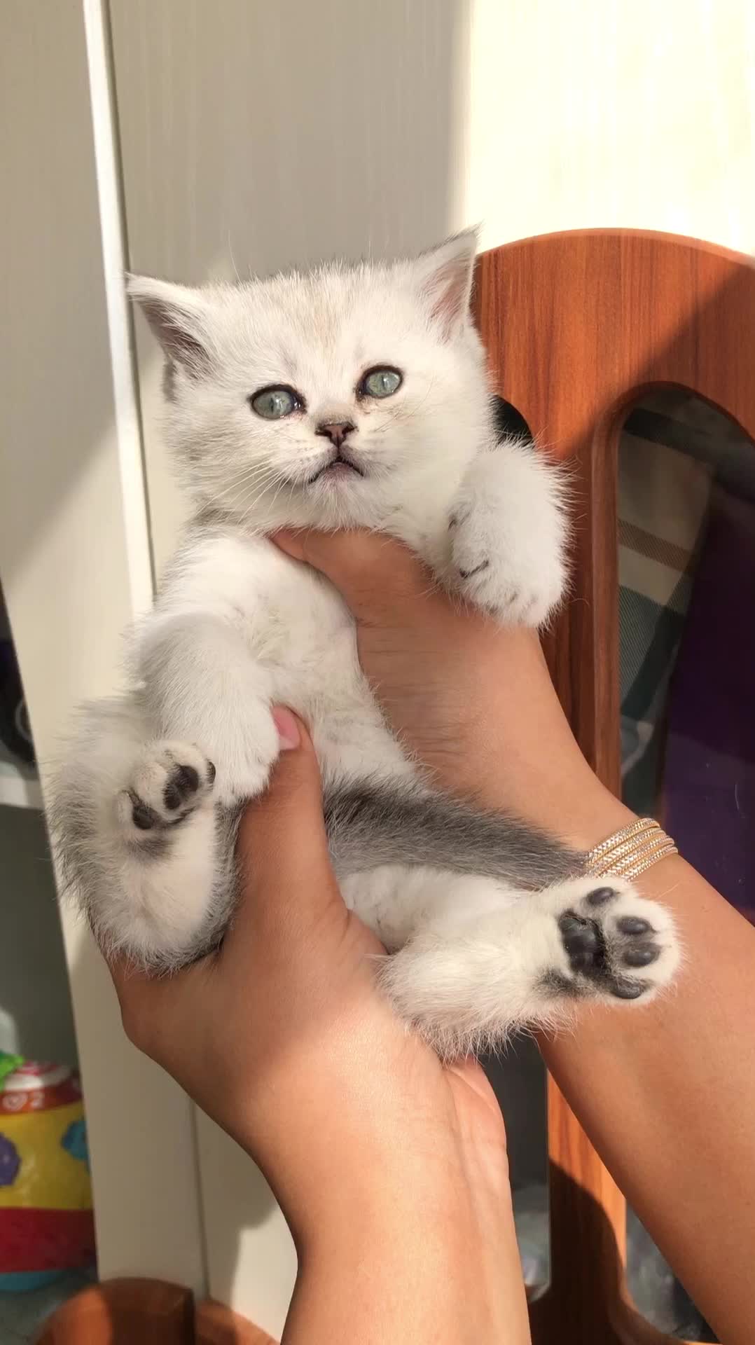 گربه بریتیش سیلور اصیل|گربه|تهران, شهرک غرب|دیوار