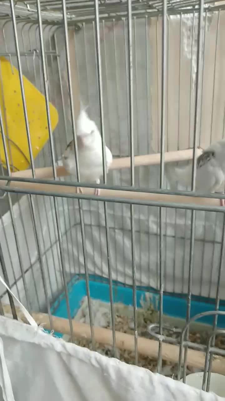 عروس هلندی آلبینو دوکت پروانه ای مهر مولد|پرنده|بهارستان, |دیوار