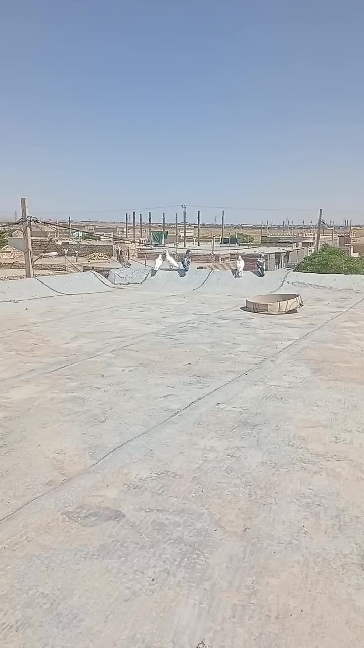 کفتر|پرنده|انابد, |دیوار