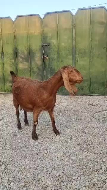 فروش ۱راس بز ابستن|حیوانات مزرعه|شیراز, داریون|دیوار