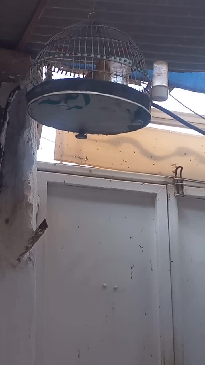 قناری مزایکی سرخ ماده اماده سهره خاکی قفس مهردار|پرنده|مشهد, شهید معقول|دیوار