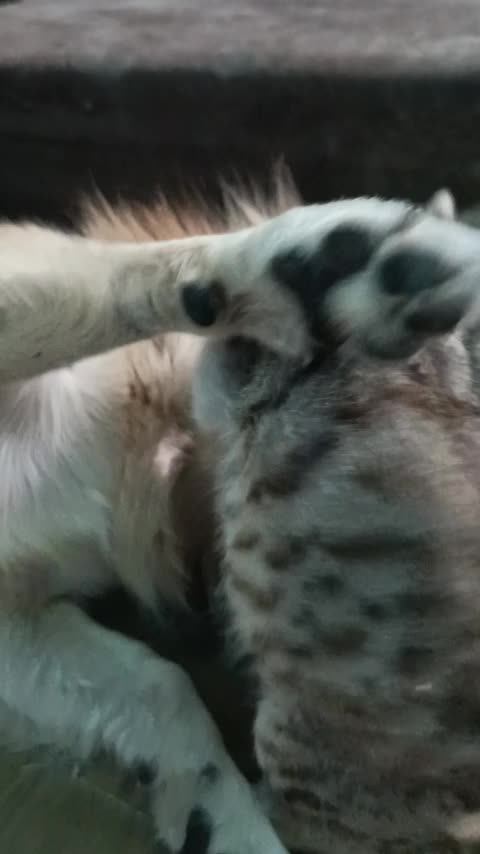 گمشده|حیوانات|رامهرمز, |دیوار