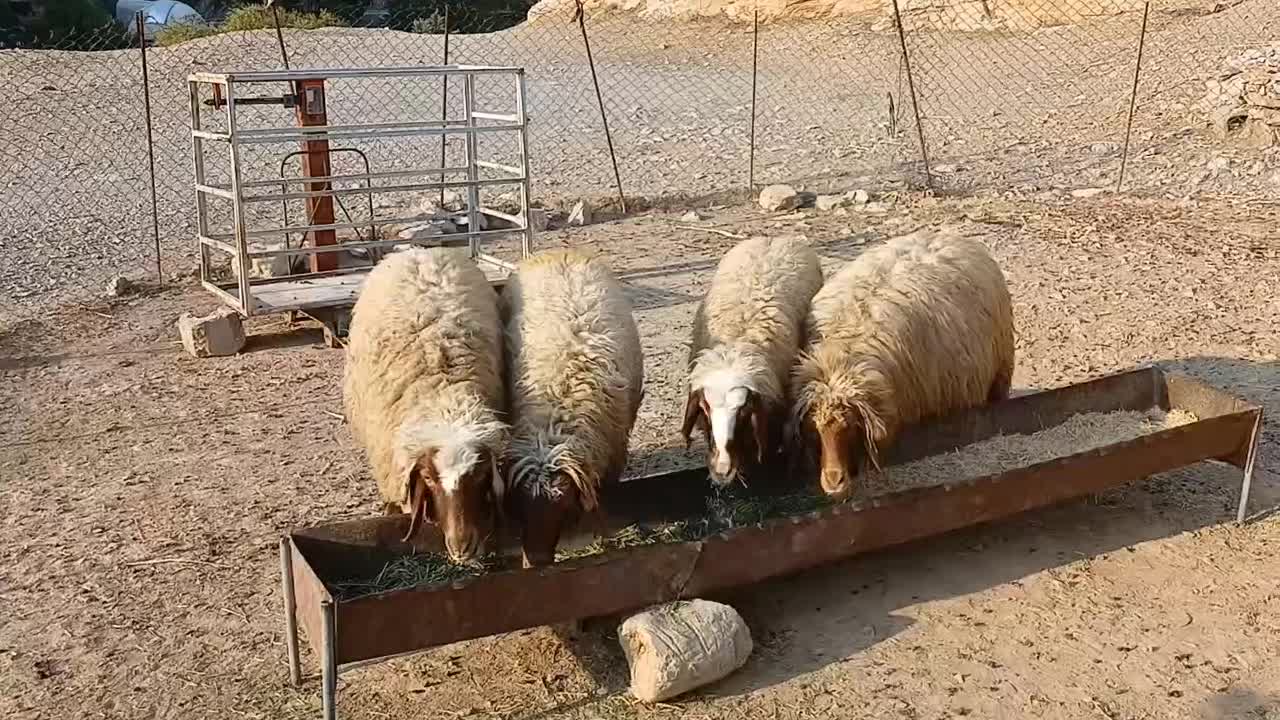 فروش چهار رآس شیشک هم داشتی هم برای قصابی|حیوانات مزرعه|آبدانان, |دیوار