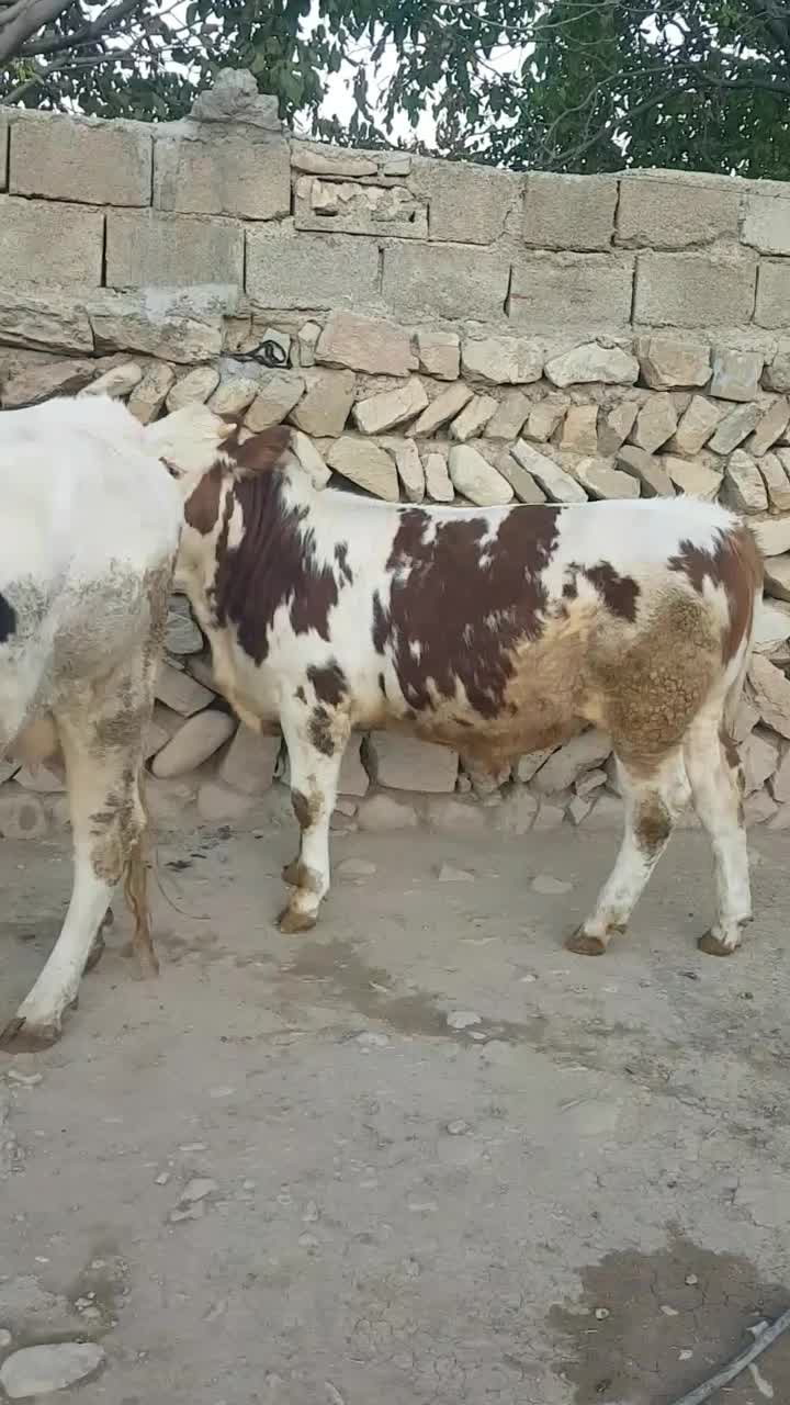 نر سمیتتال|حیوانات مزرعه|سیروان, |دیوار