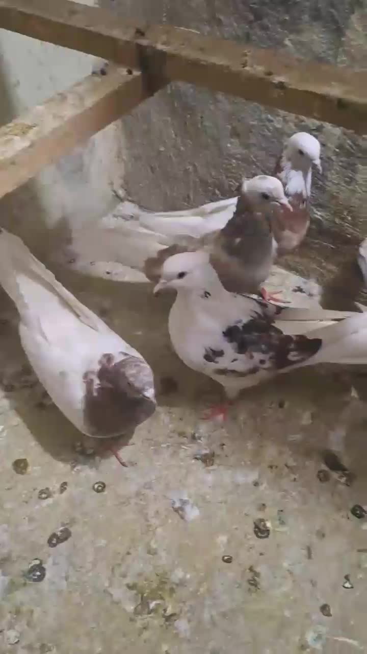 چهارتا ماده ی نر طوقی|پرنده|قرچک, باقرآباد|دیوار