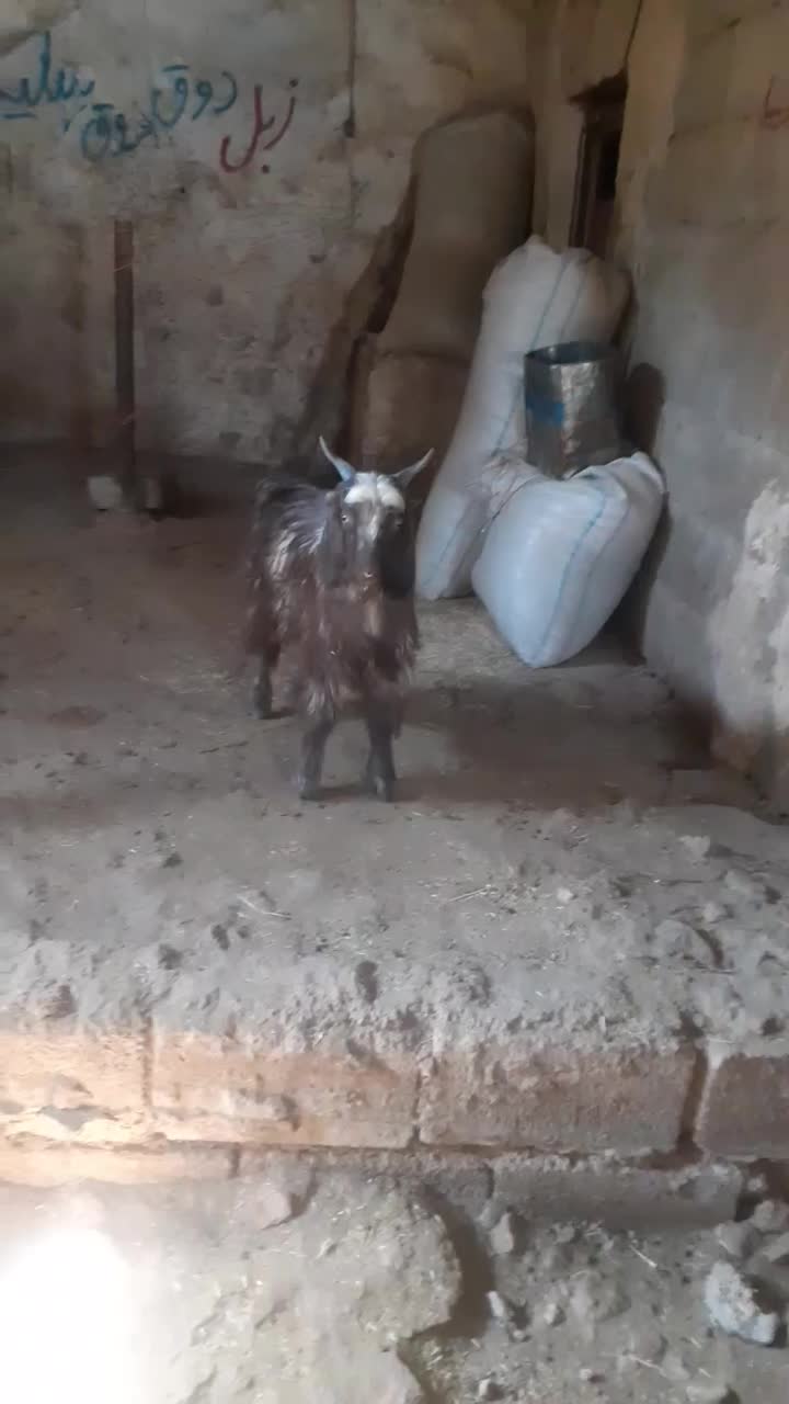 دوتا بیگ‌ نر شیری چاق|حیوانات مزرعه|ایذه, |دیوار