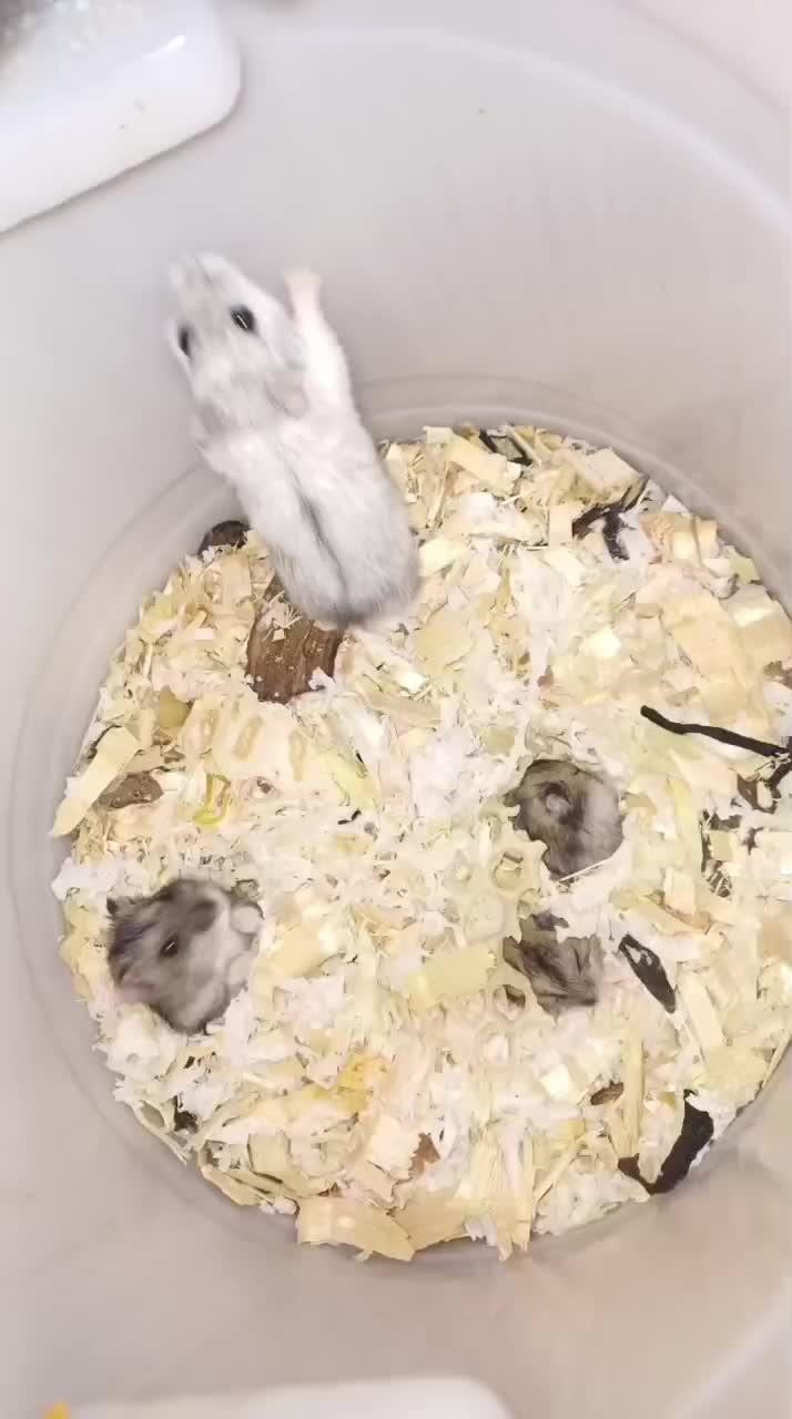 تخفیف بلک فرایدی ۴ روز تا پایان همستر کمپل و سوری|موش و خرگوش|ایلام, |دیوار