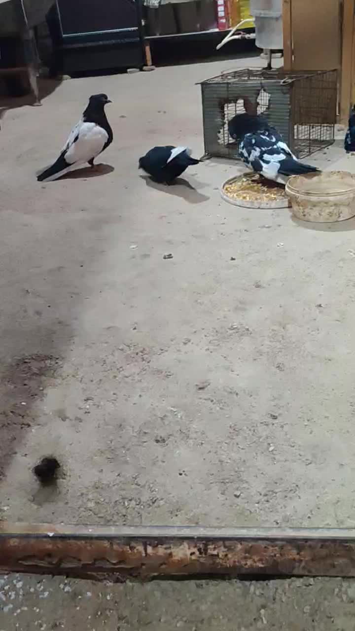 کبوتر سینه سیاه|پرنده|حمیدیه, |دیوار