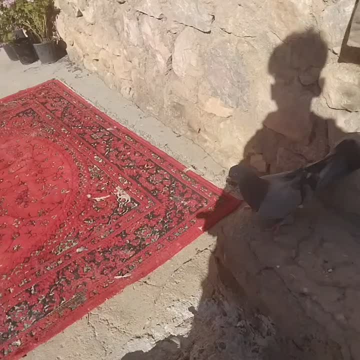 کبو.تر|پرنده|فارسان, |دیوار