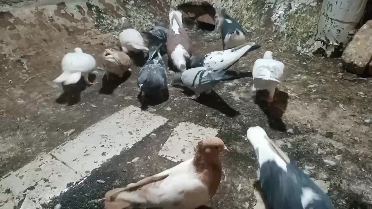 ۱۲عدد پرنده پرشی همه زدوخوردی مال تیغه|پرنده|جوین, |دیوار