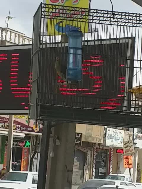 سهره قناری|پرنده|مرودشت, ژیان|دیوار