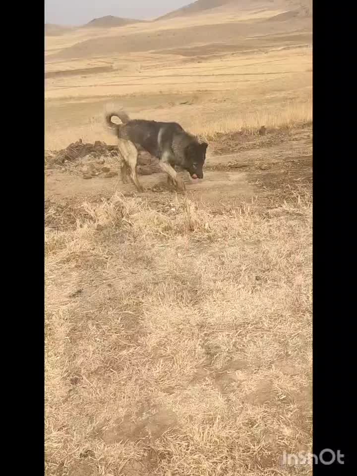 سگ سرابی|سگ|مهربان, |دیوار