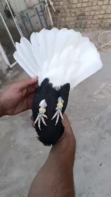 ماده اشعل|پرنده|اهواز, کوی علوی|دیوار