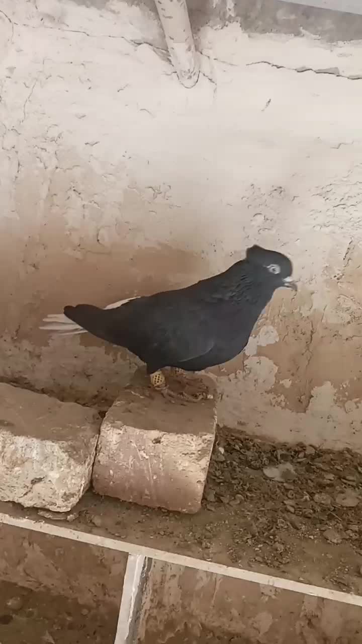 کبوتر پرنده|پرنده|دشتابی, |دیوار