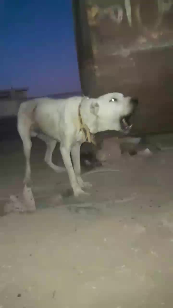 سگ نگهبان توله|سگ|تاکستان, |دیوار