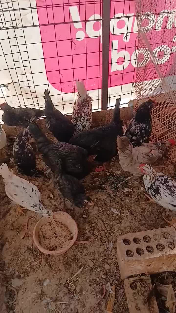 مرغ وخروس|حیوانات مزرعه|نسیمشهر, |دیوار