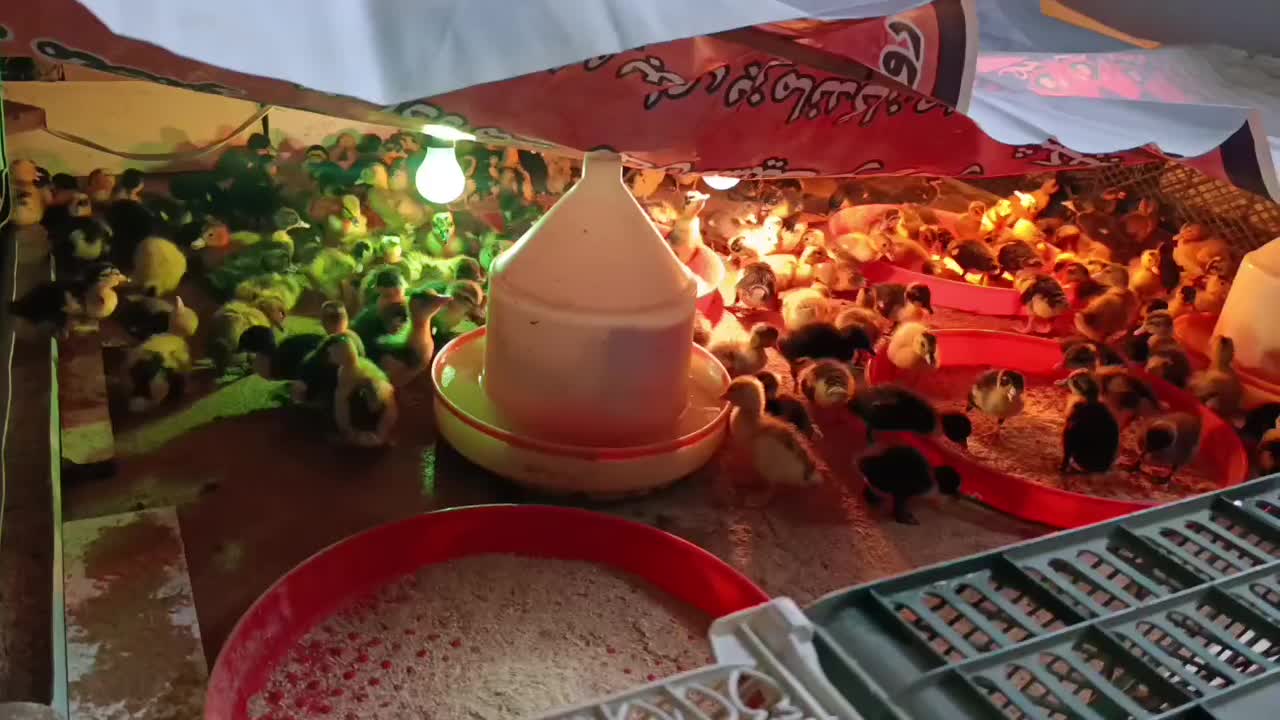 جوجه اردک|حیوانات مزرعه|دابودشت, |دیوار