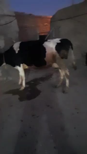 گاو هلشتاین فوق العاده شکم دوم|حیوانات مزرعه|مهربان, |دیوار