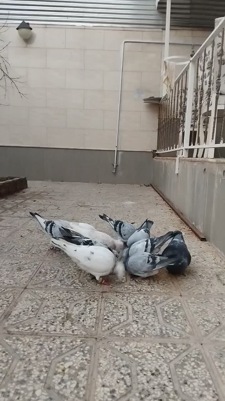 کفتر|پرنده|تربتحیدریه, شهرک ولیعصر|دیوار