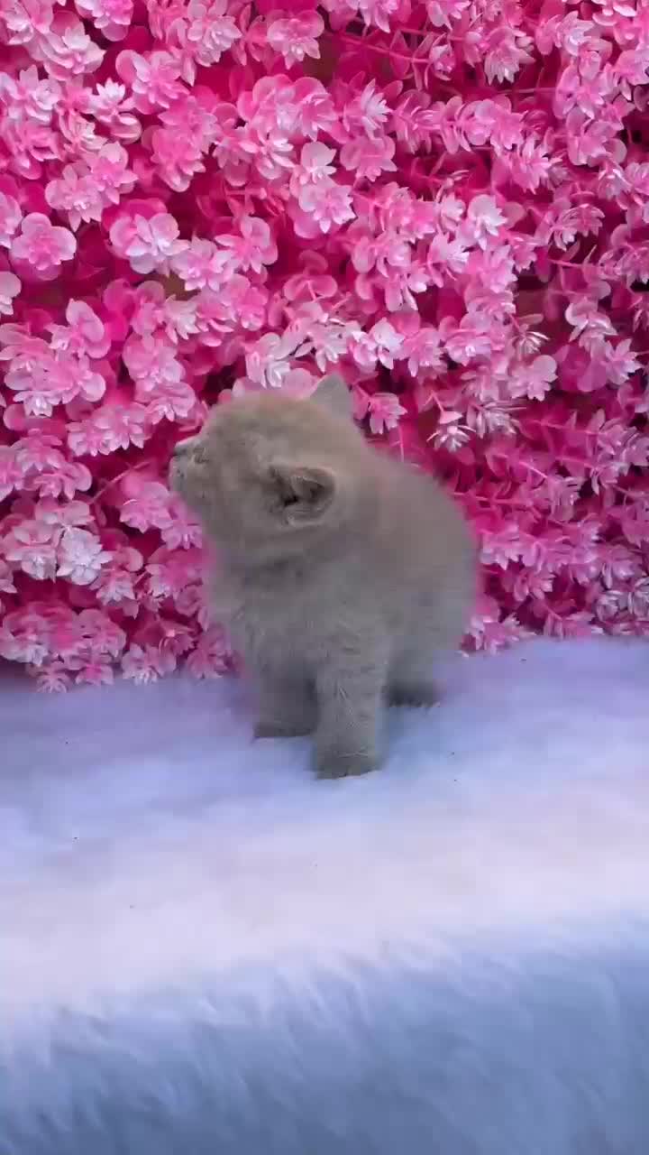 بریتیش (اسکاتیش) رنگ کم یاب لیلاک|گربه|قائم‌شهر, |دیوار