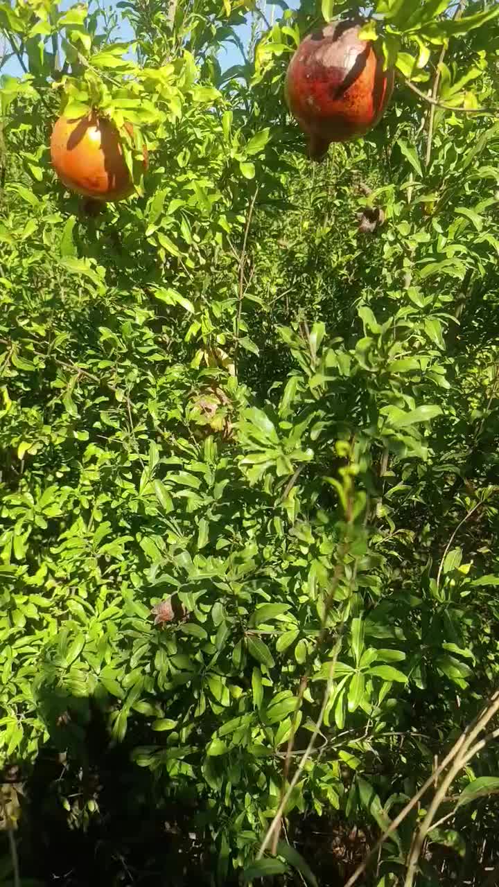 نهال های چهار ساله انار باردهی کرده دارای ضمانت|خدمات باغبانی و درختکاری|همدان, |دیوار