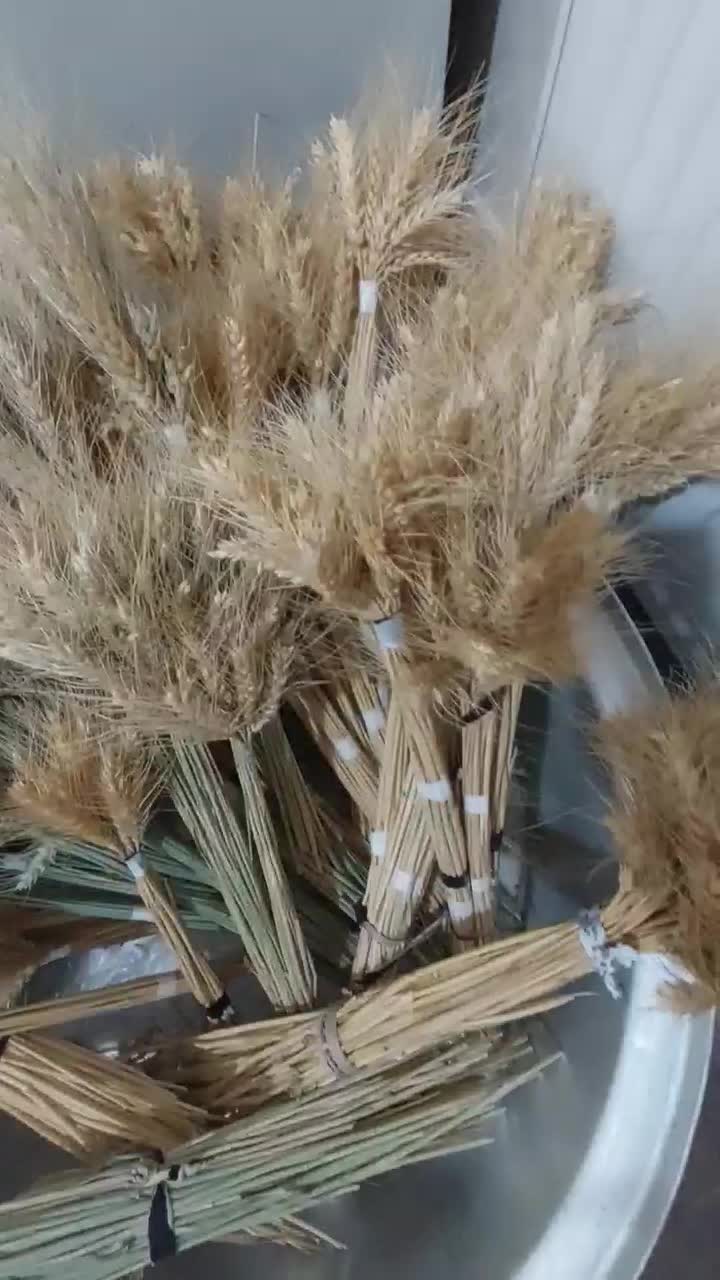 گندم عید|گل و گیاه طبیعی|مشهد, یاس|دیوار