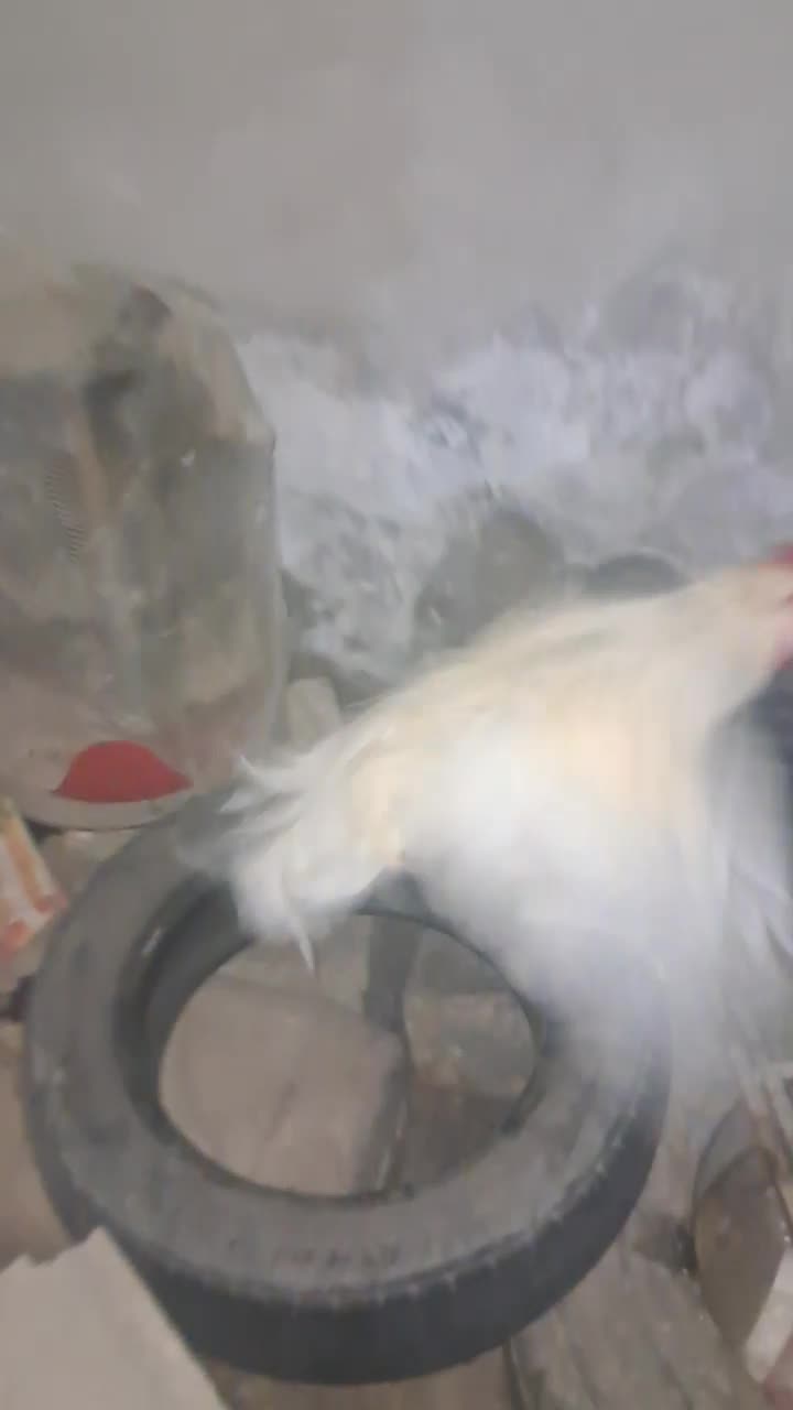 خروس محلی|حیوانات مزرعه|خورموج, |دیوار