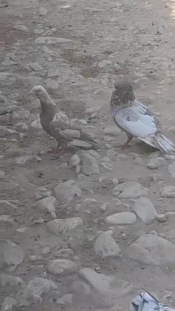 سینه سرور|پرنده|شیراز, شهرک صنعتی شیراز|دیوار