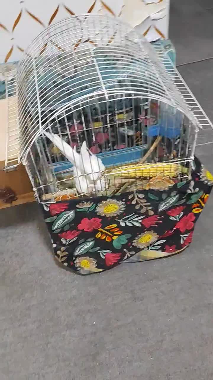 عروس هلندی البینو|پرنده|بندرعباس, |دیوار