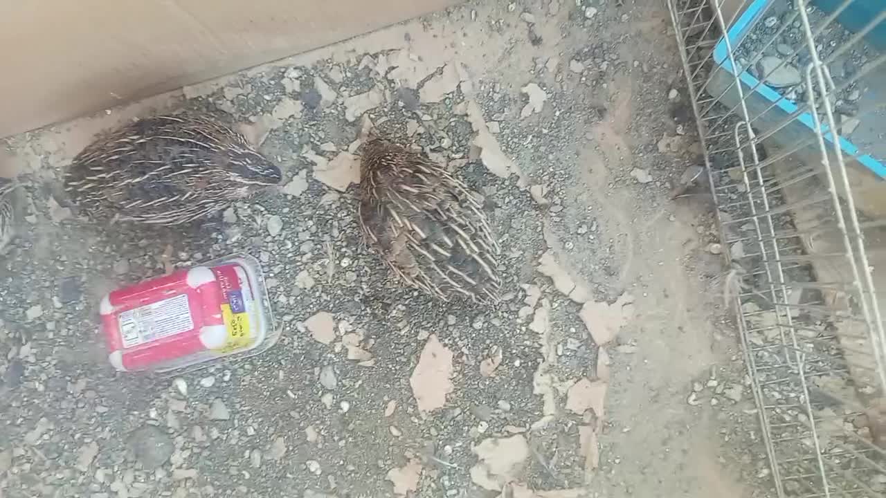 تعداد 4 بلدرچین نر و ماده|حیوانات مزرعه|بومهن, |دیوار