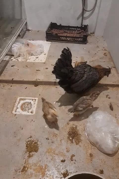 مرغ با 4 تاجوجه رسمی|پرنده|کهک, |دیوار