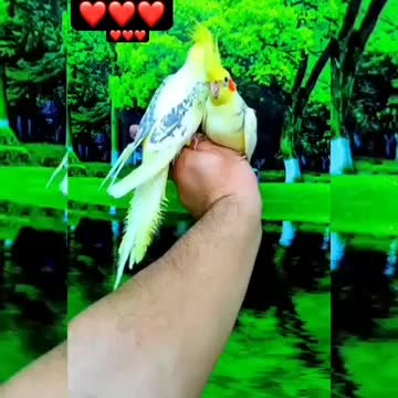 عروس هلندی گرینچیک لوری سنگال سخنگو رقاص مولد|پرنده|تهران, طرشت|دیوار