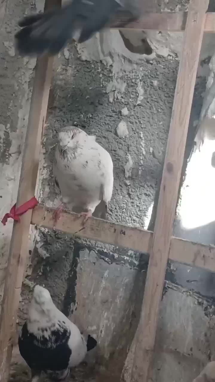 کبوتر|پرنده|اردبیل, |دیوار